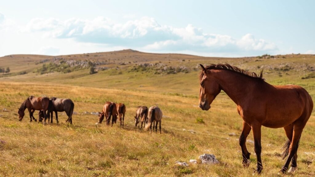 Divlji konji na Kupresu u Bosni i Hercegovini