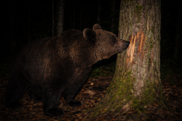Viđen medvjed na području Lopara